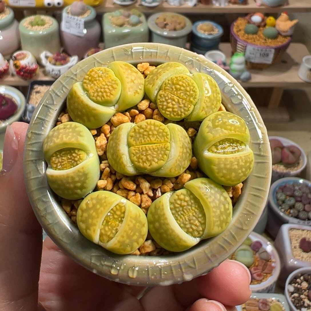多肉植物111号黄巴黎