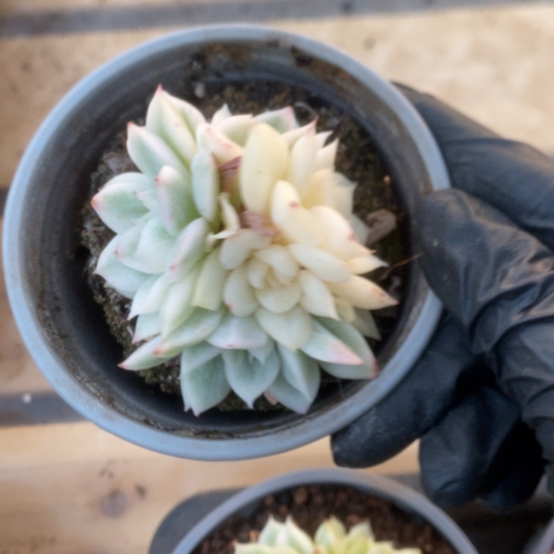 427月亮仙子锦锦锦锦锦