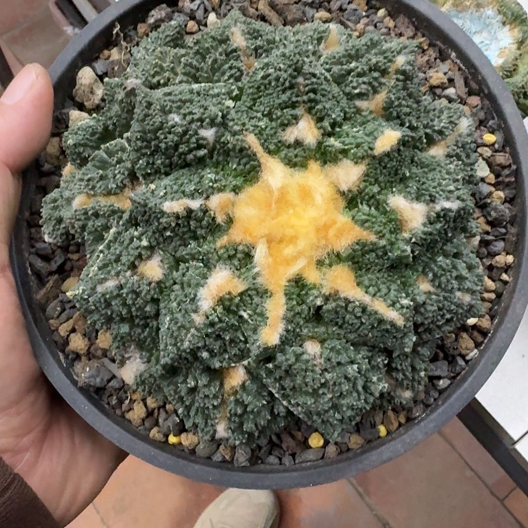 自根哥斯拉，自出根