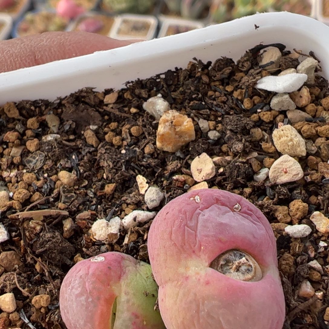 02022多肉植物百科