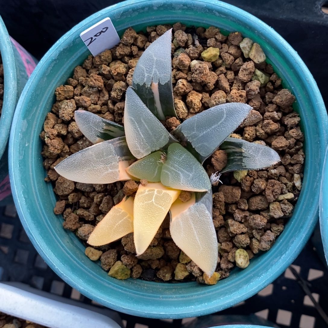 一颗实生大克锦     特价