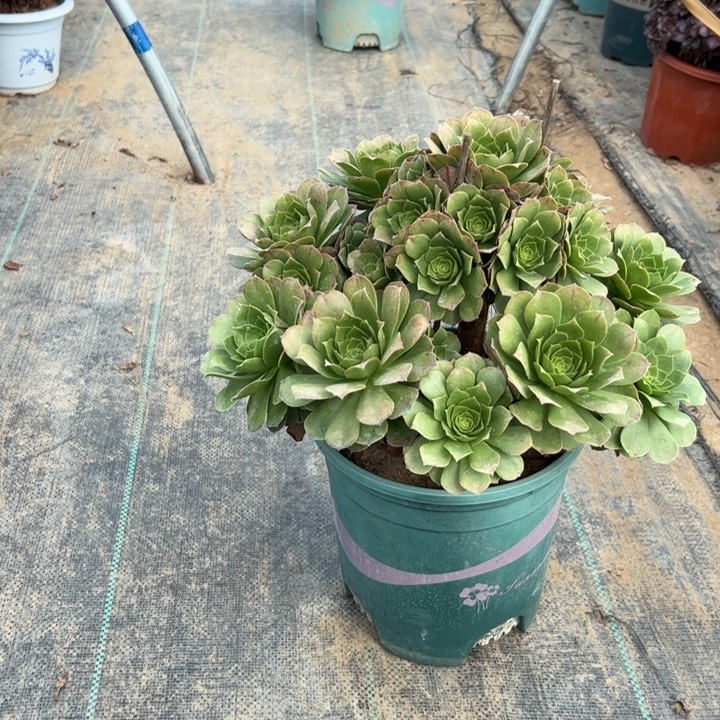 24万圣夜多肉多肉