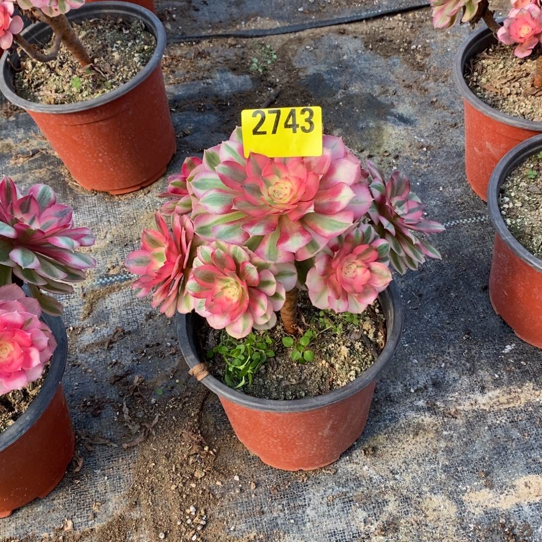 倾城多肉植物2743