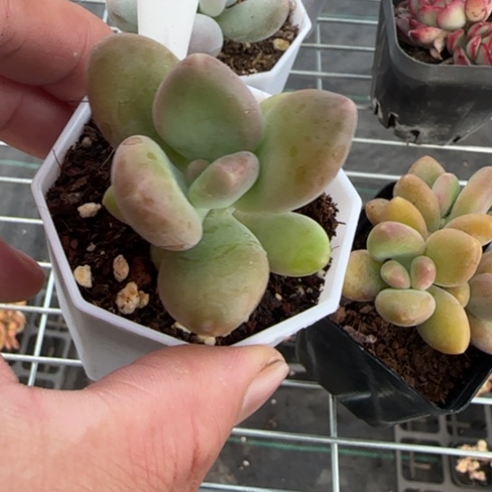 145芒果奶满18包邮多肉