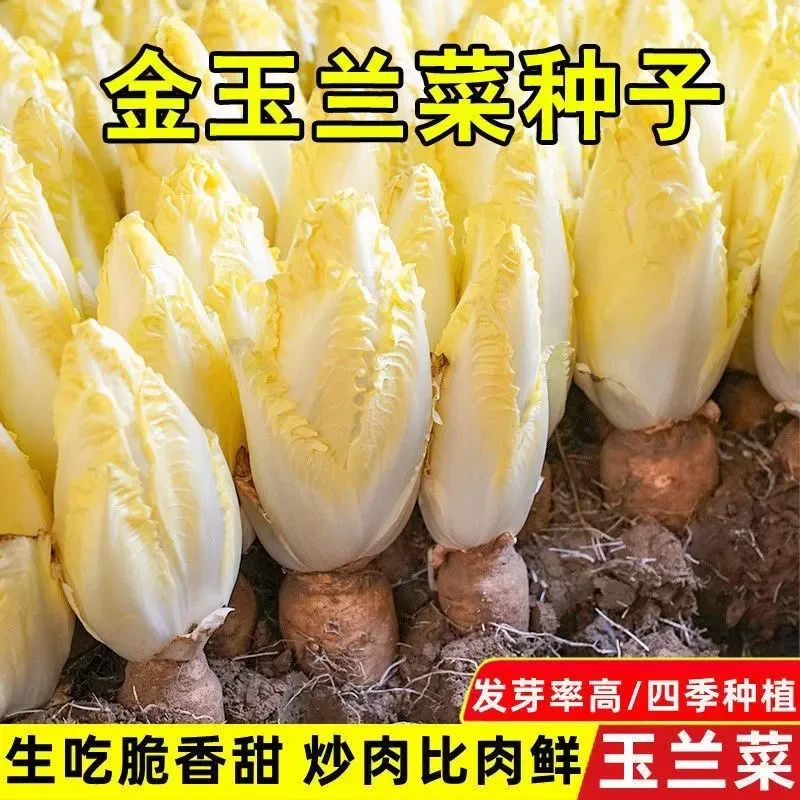 金玉兰菜种子四季型易种植叶菜籽软化菊苣籽庭院盆栽蔬菜种子
