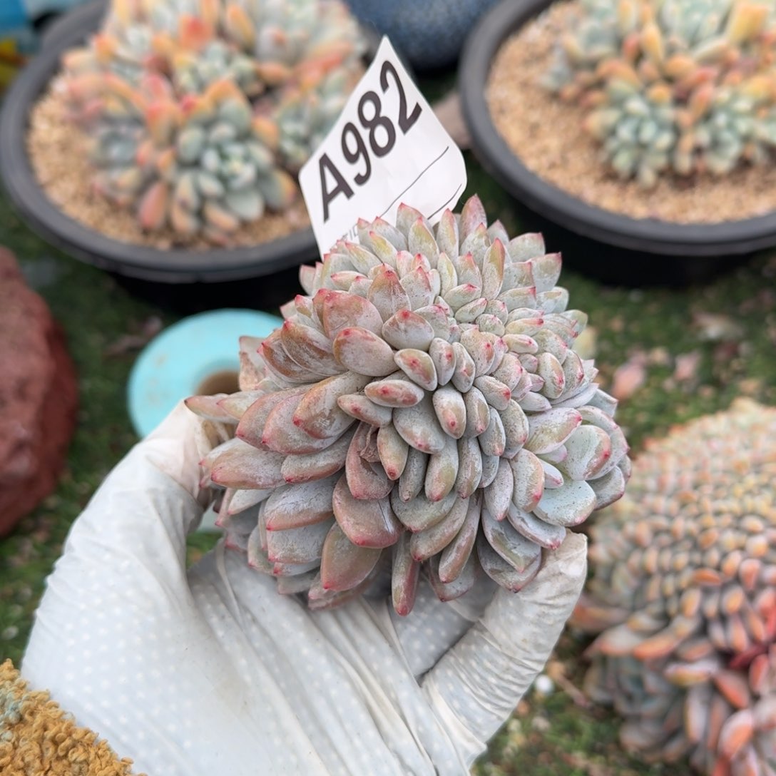 龙头龙尾缀化呀呀呀