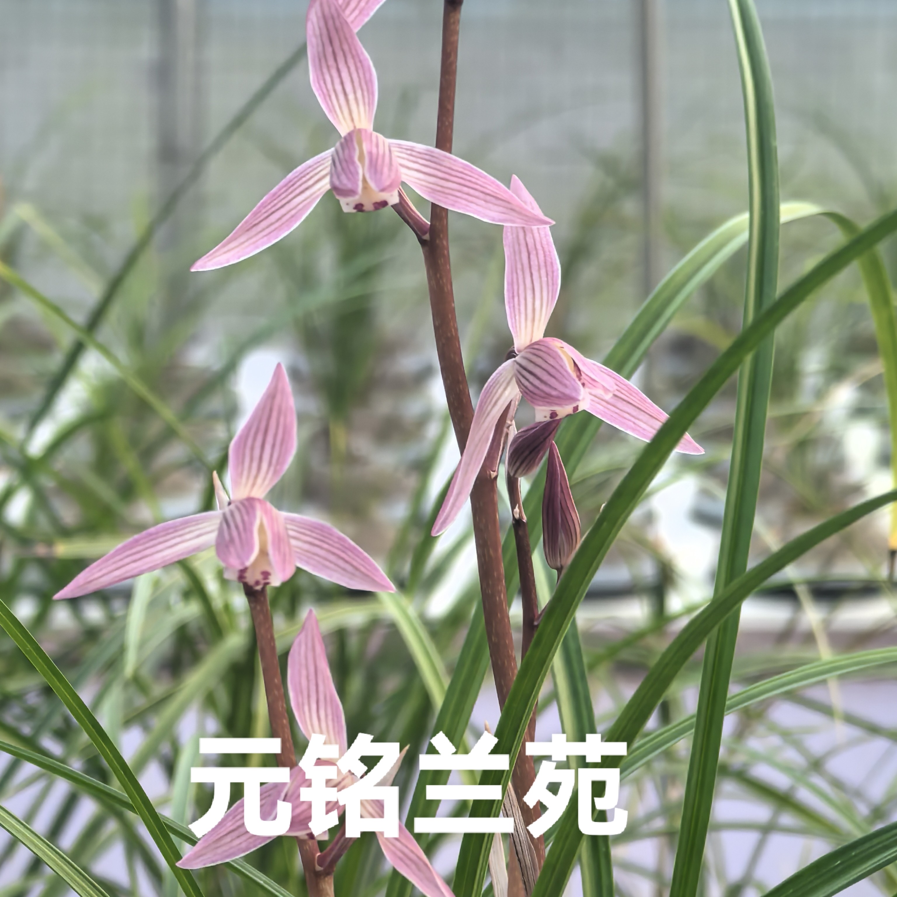 多种兰花多艺苗花卉