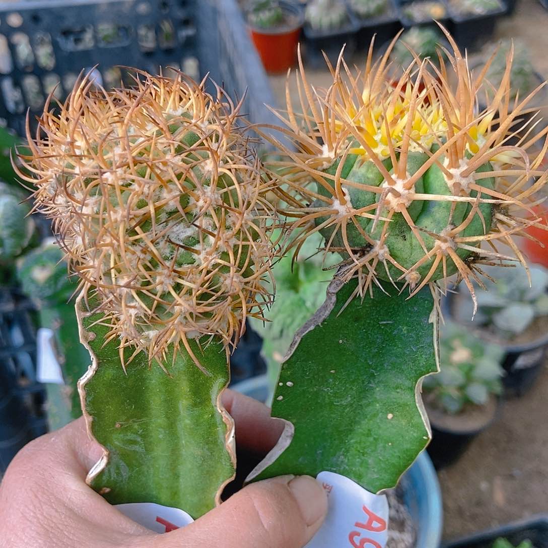 无花朵ℒ****福利狂刺金冠龙977