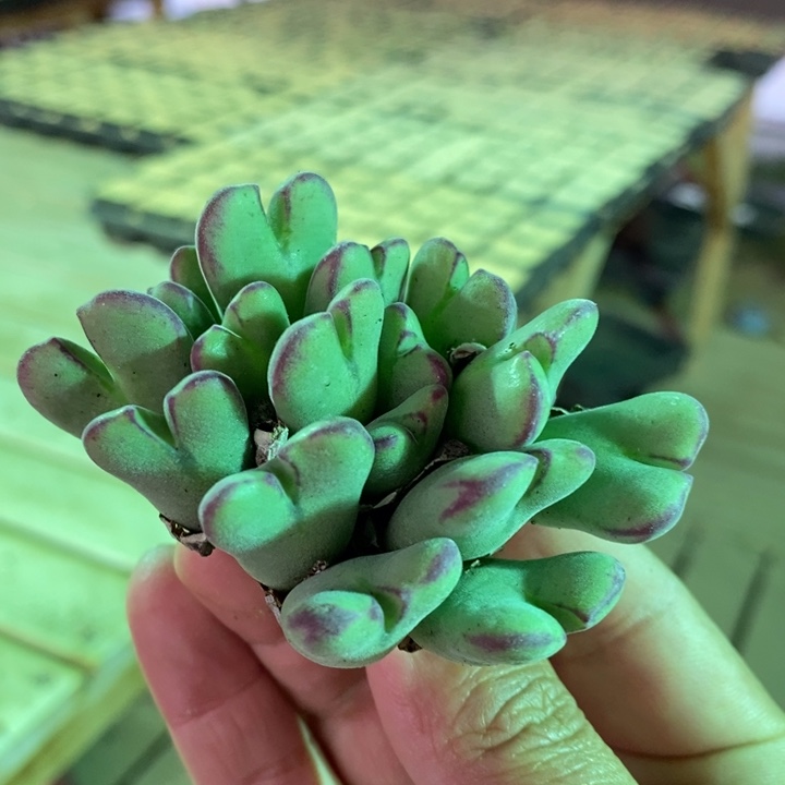 16230一个一个一个