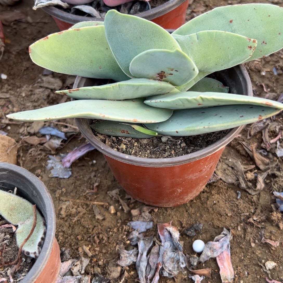 多肉植物多肉植物