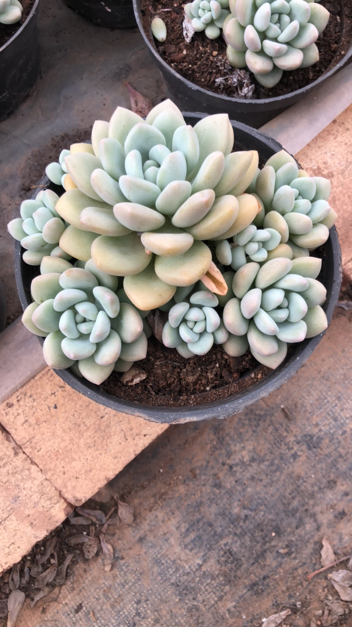 泡泡糖自然群多肉植物