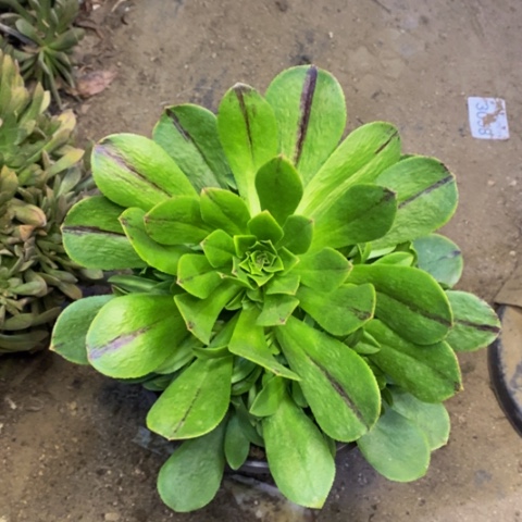 碧火多肉植物量拍