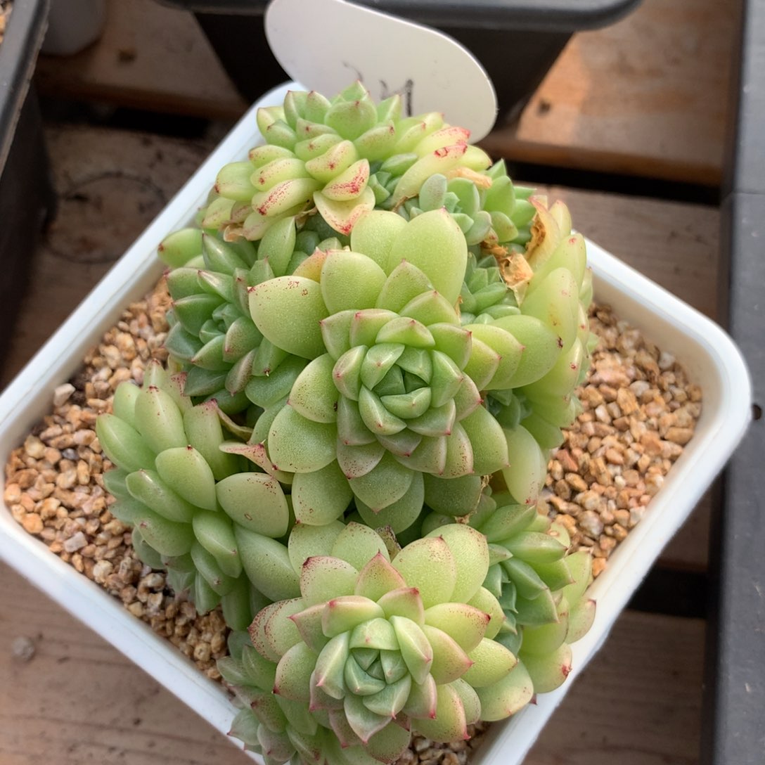 定繁超优选麦秆群321