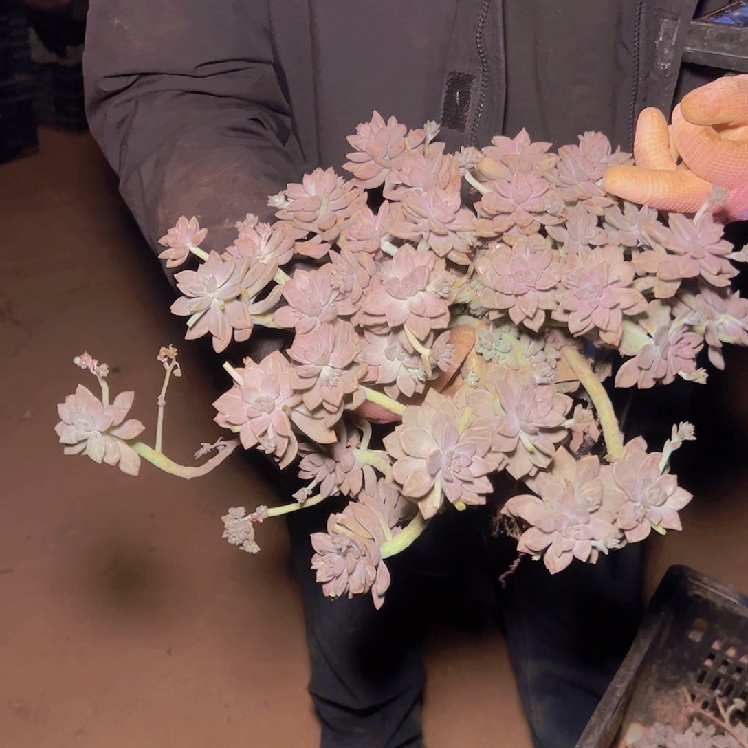 阿伦陪多肉30尺寸以上