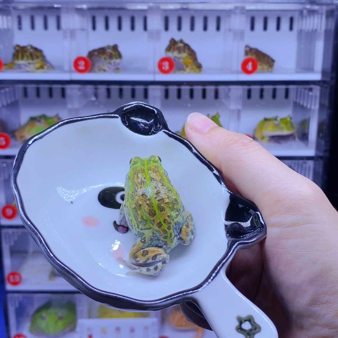 s***2彩色蚕宝宝角蛙3-10cm闪购专享链接