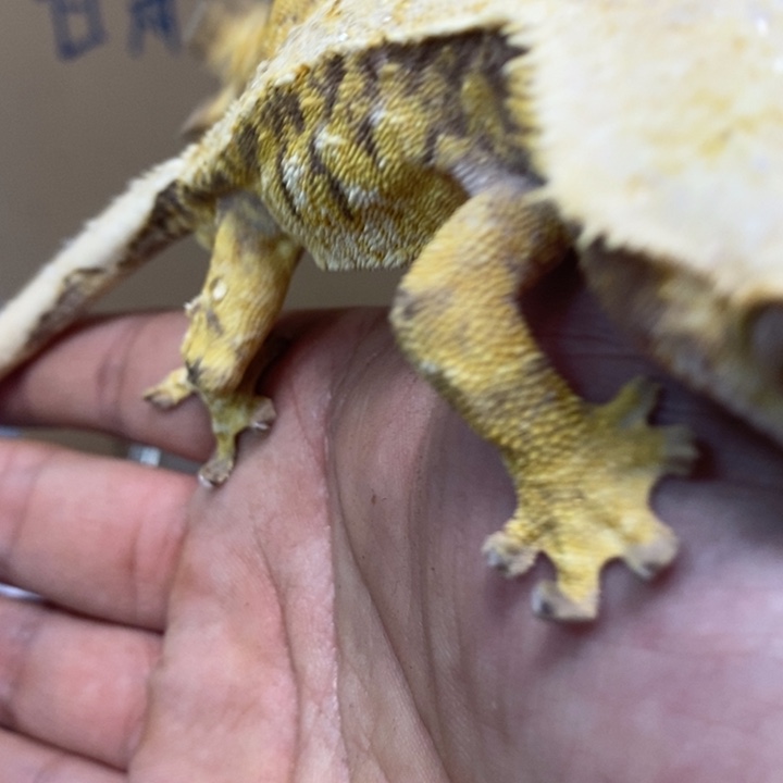 睫角守宫2025.12.12三十二