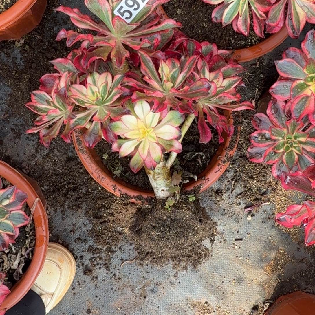 王***气592多肉植物魅影多肉