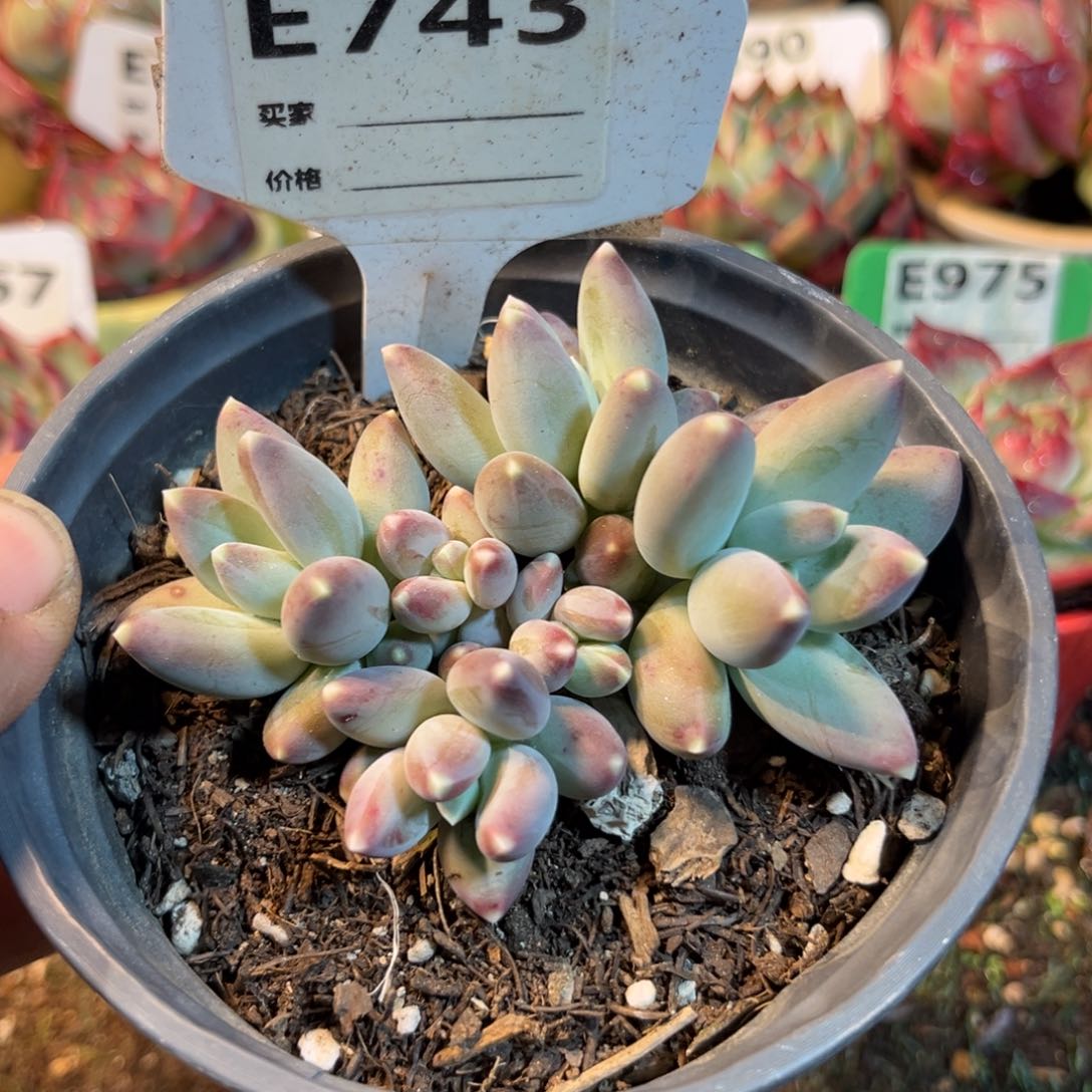 松果美人多肉植物745号