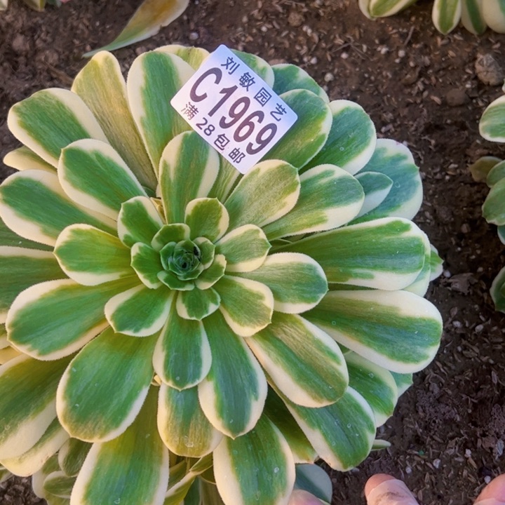 迈巴赫多肉植物法师法师1969