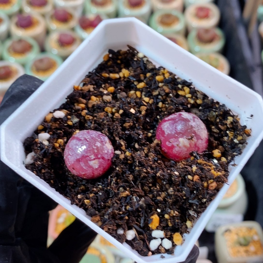 4206--一物一拍带盆