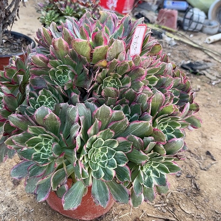 于幅绒多肉植物348