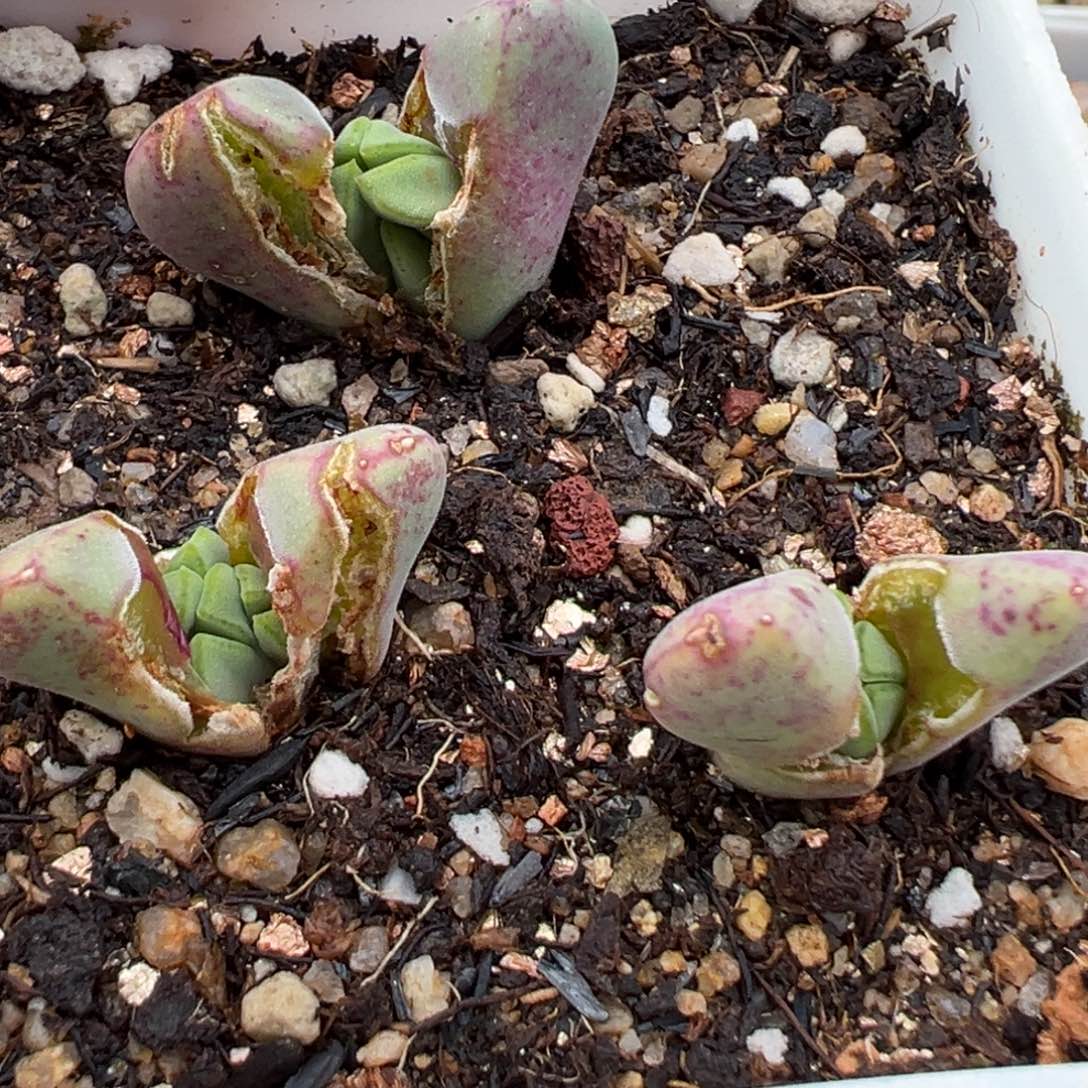 2.24好看的多肉脱土发货024