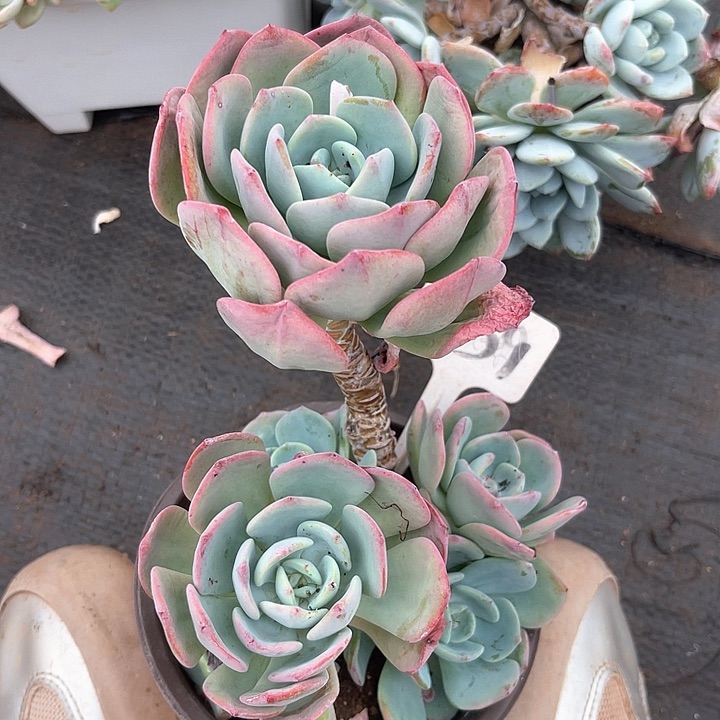 晨语多肉，一物一拍59