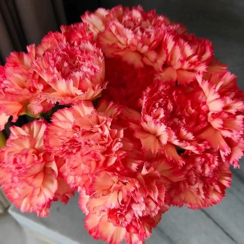 氧花季 火焰康乃馨花期长 收到先醒花 拍1单发中通