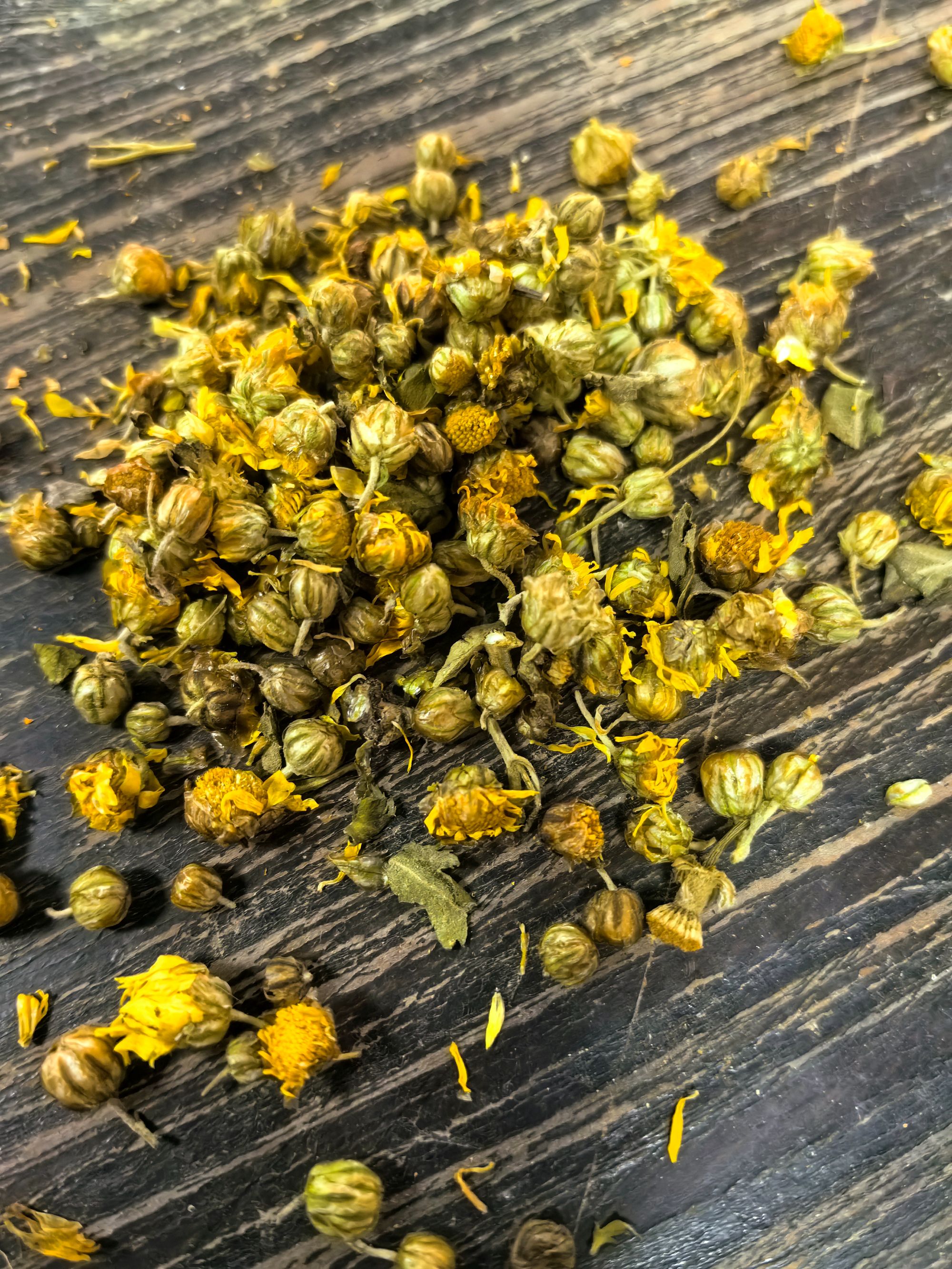 连山深山采摘滋补泡水野生小野菊