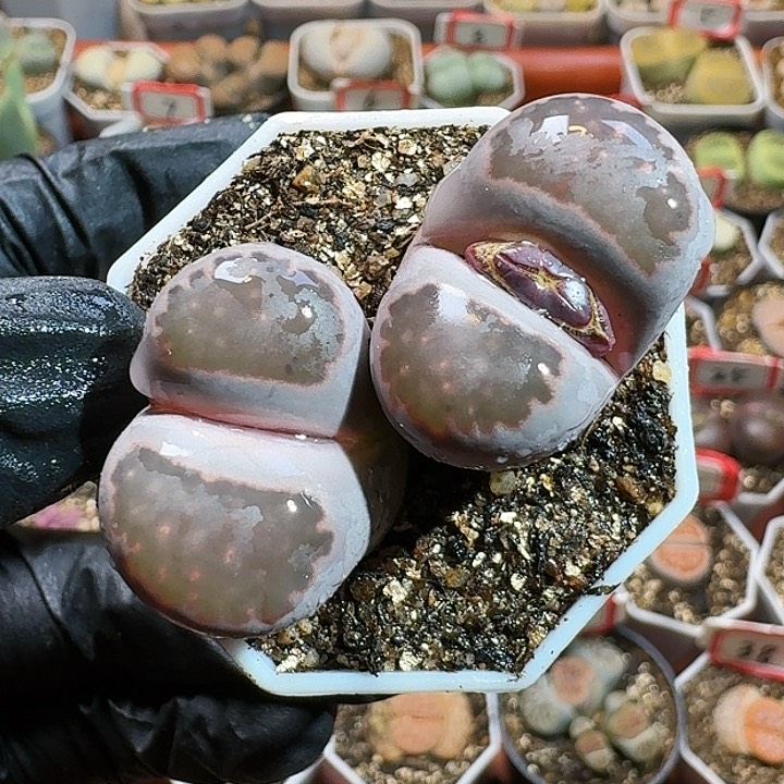 生石花111111111。   82