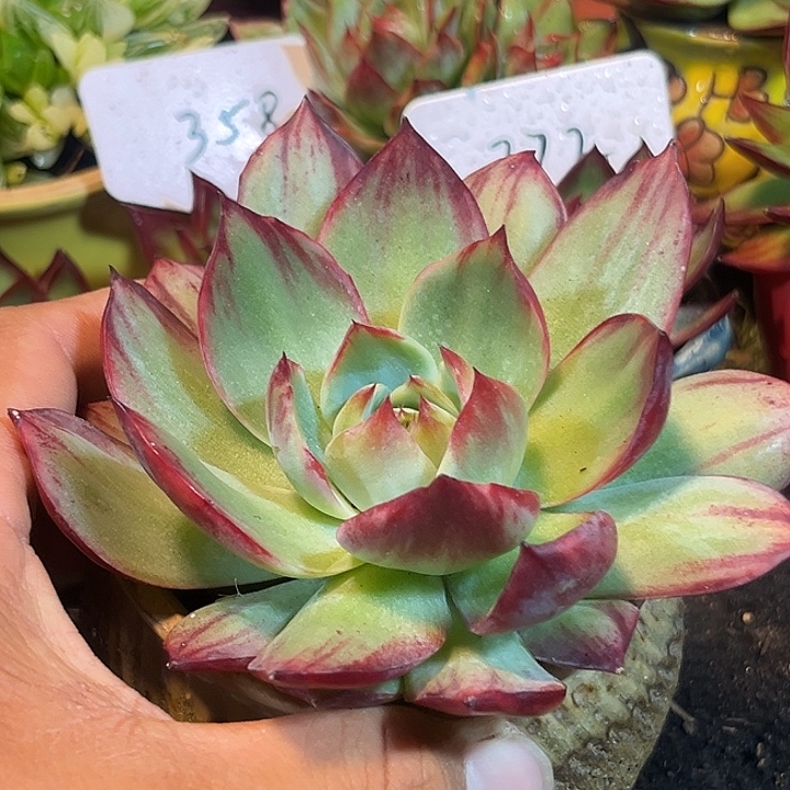 惊鸿一物一拍包装收缩花旱