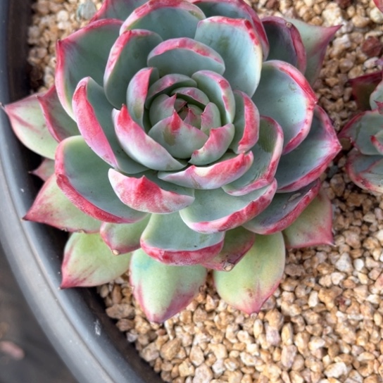 惊鸿仙子多肉植物268