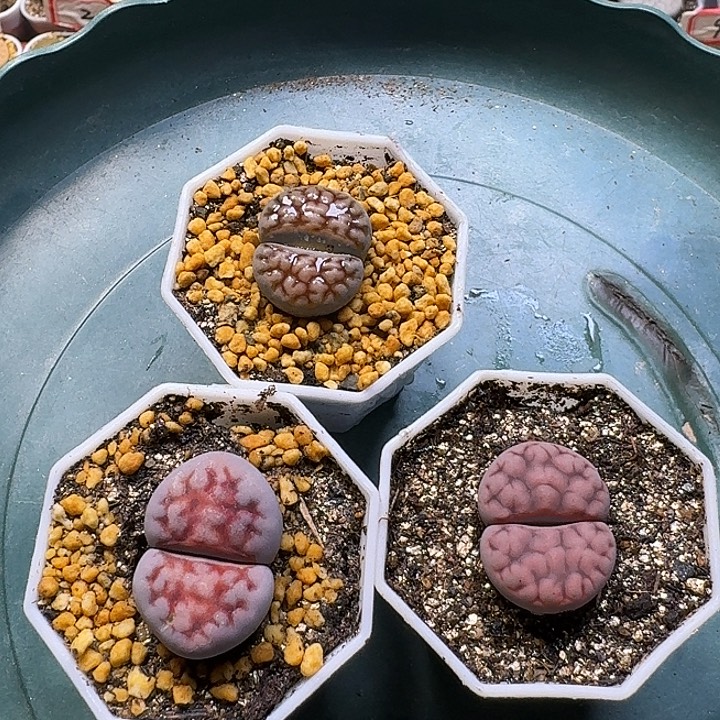嘻***嘻生石花3:：。在。 30号