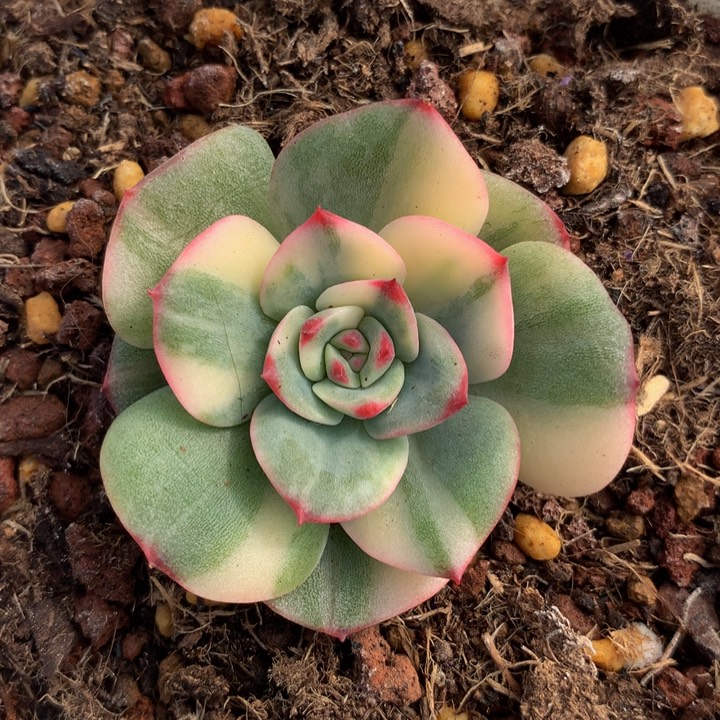 三文鱼锦上园艺一物一拍