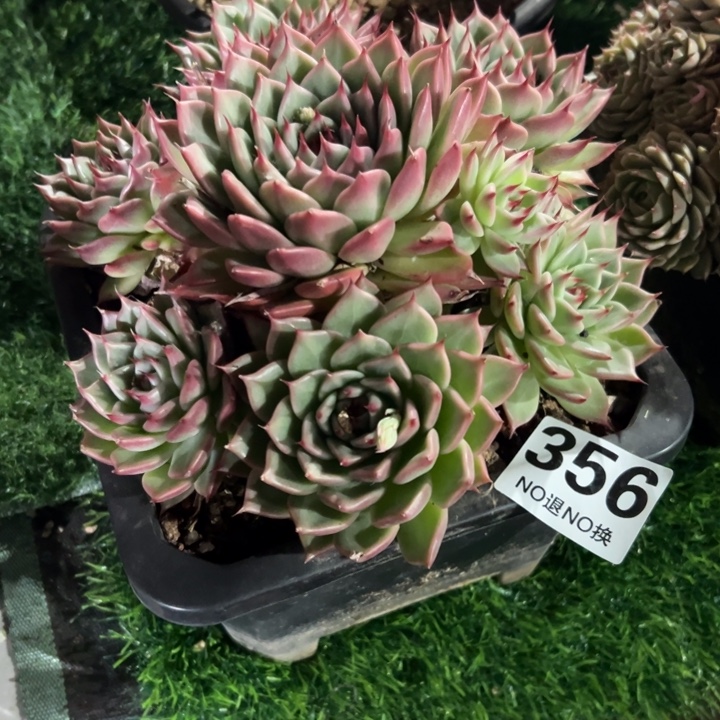 林***桐356大群托斯卡多肉一物一拍58