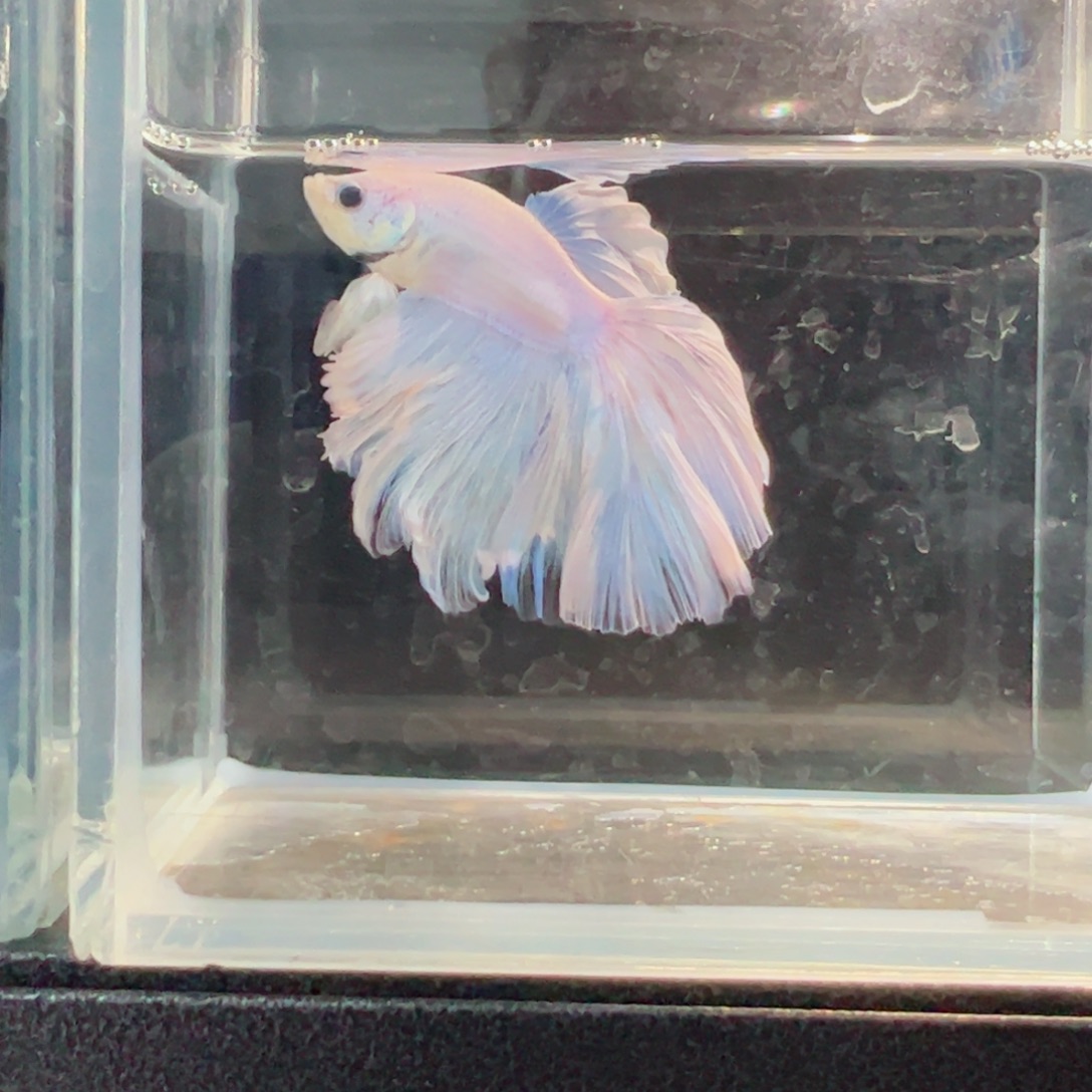 斗鱼浅色仙仙裙特殊尾