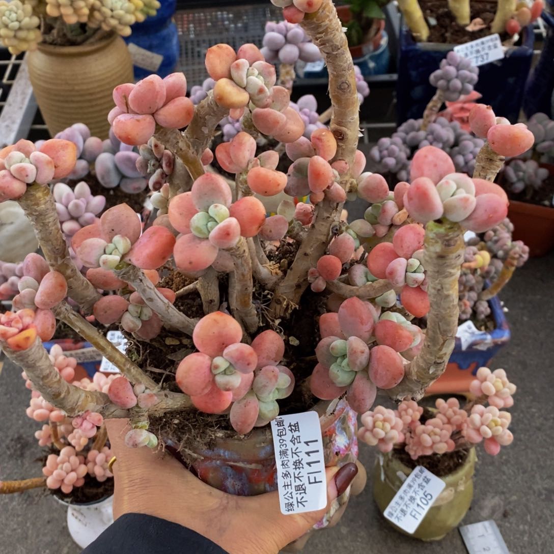 樱花洛神111/14cm有砍