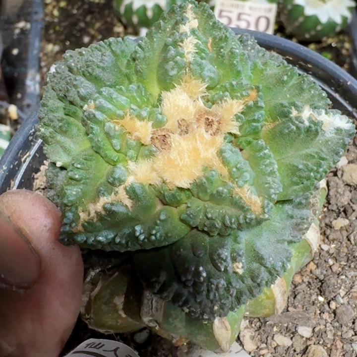 福利苗接龟甲238