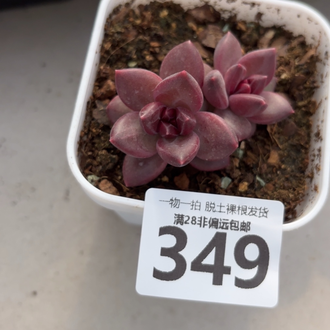 迷雾泡泡无盆土发货