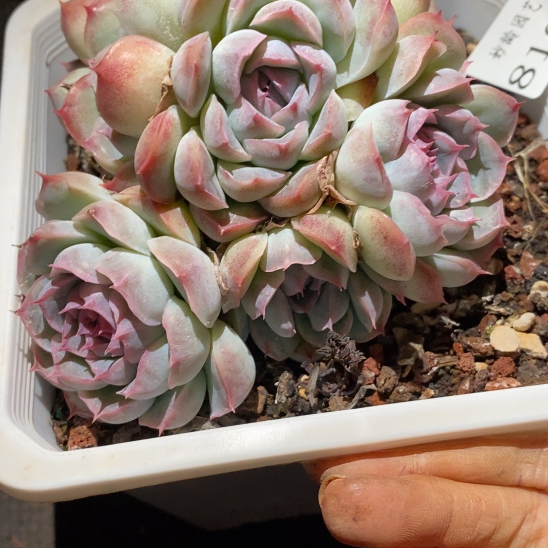 8160杂交多肉老桩