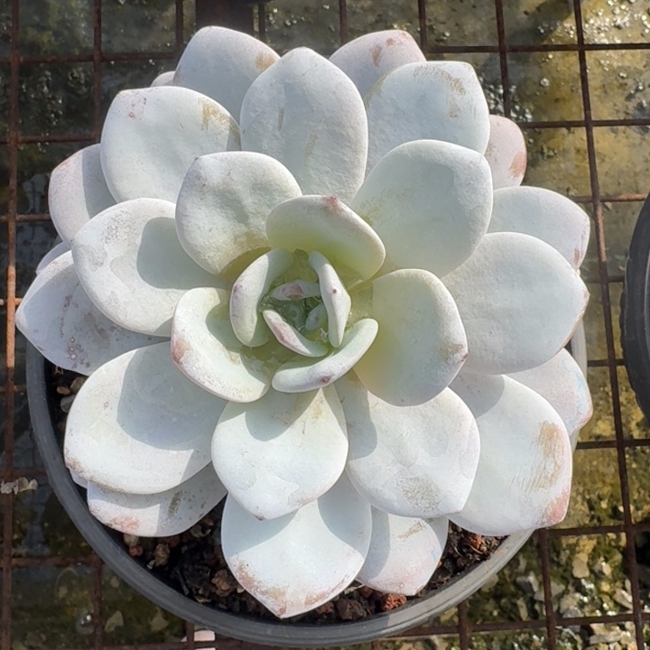 雪莲多肉植物绿植