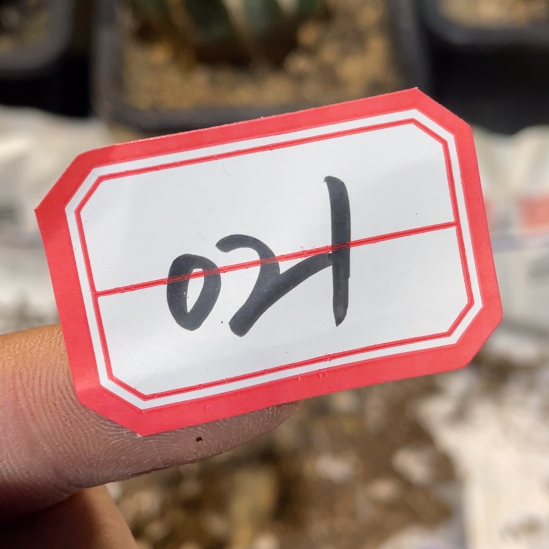 无花朵仙人球开花021