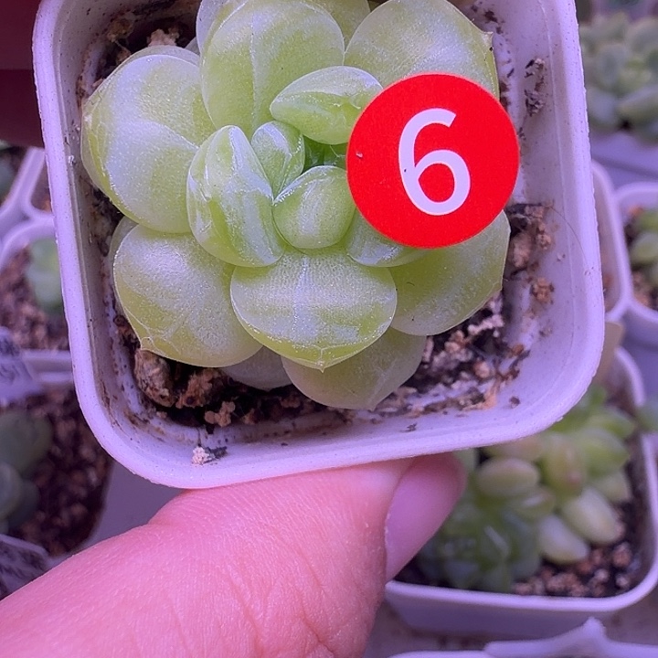 巫拉拉干冰一物一拍四方盆