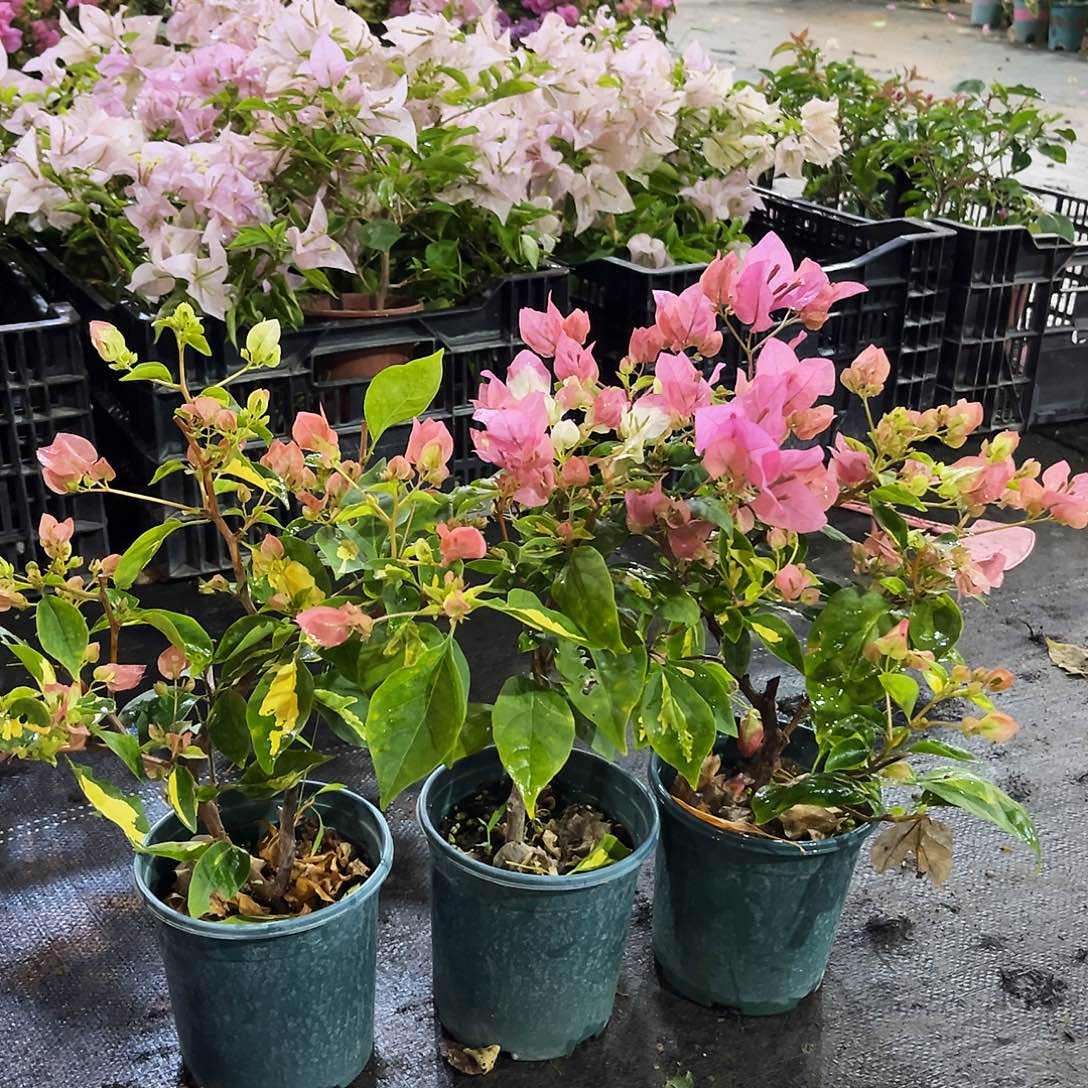 完全开放金心橙白掌中宝一颗