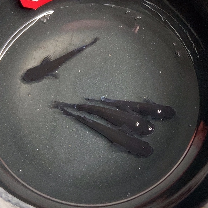 青鳉鱼墨子青鱂4号天目