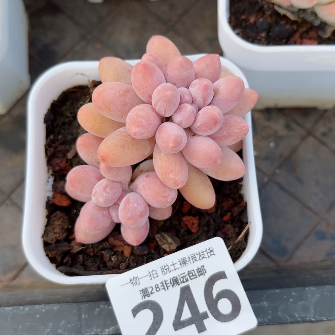 汤圆多肉无盆土发货