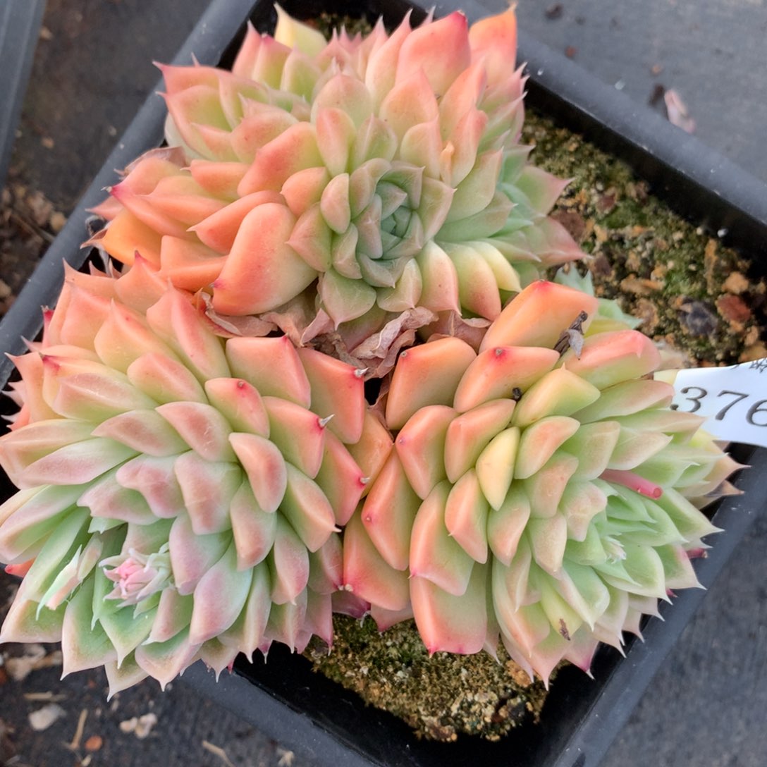 3765杂交多肉植物