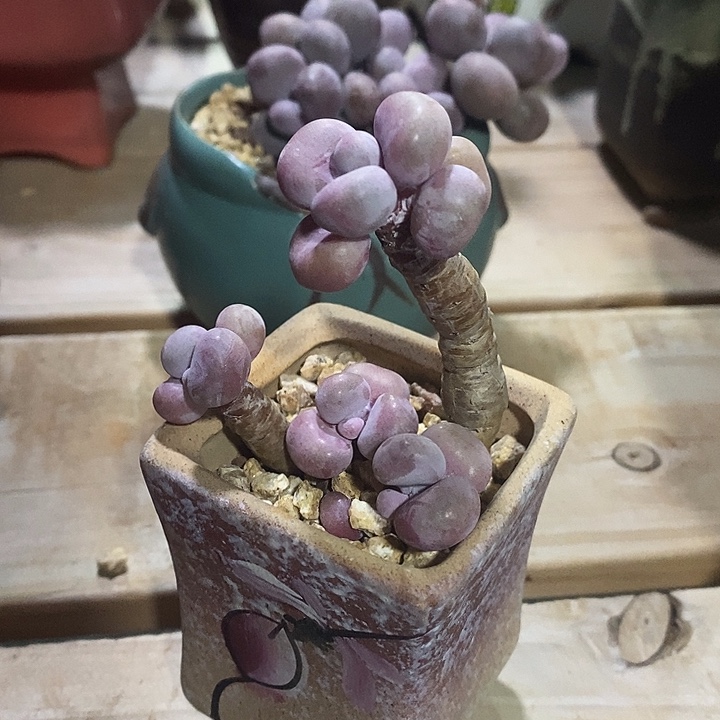 胭脂精品多肉桃蛋