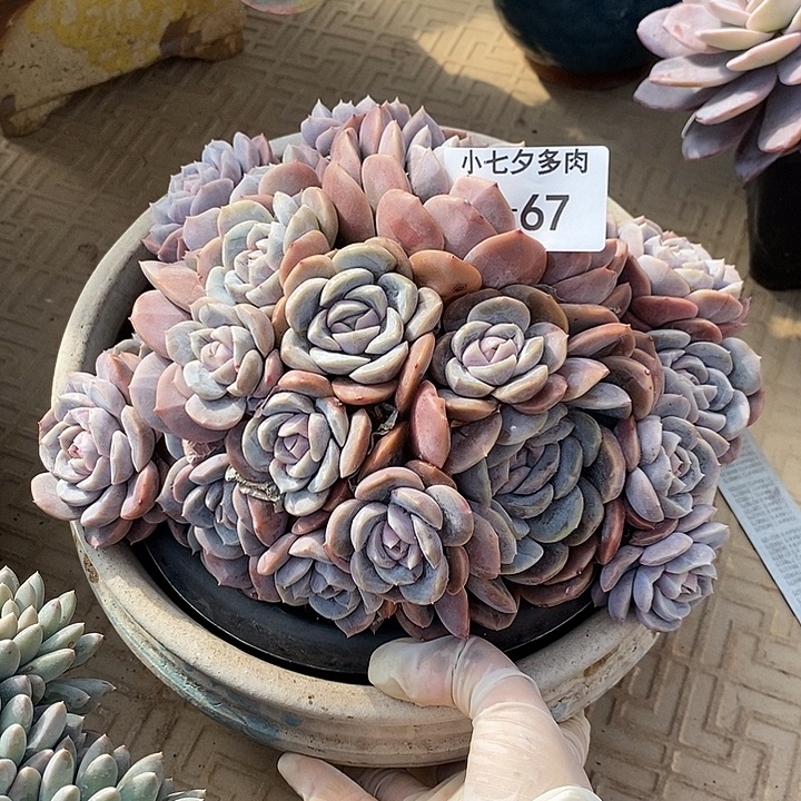 小七夕多肉不知名67