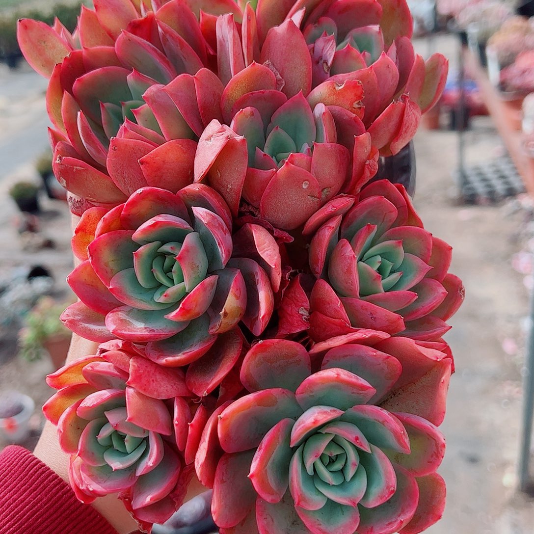 绮罗仙子多头造型精品二盆